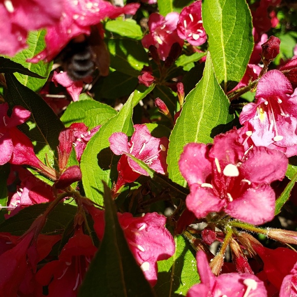 Meet your Posher, D - Picture 1 of 1